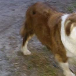 Australian Shepherds from Suwannee River Australian Shepherds