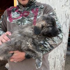 Blitzen - Brindle male Colorado Mountain Dog puppy in Colorado Springs, Colorado from Sharp Guardians and Goldens
