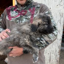 Blitzen - Brindle male Colorado Mountain Dog puppy in Colorado Springs, Colorado from Sharp Guardians and Goldens