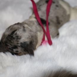 Pink - Piebald female Dachshund puppy in Peebles, Ohio from Cave Valley Hounds