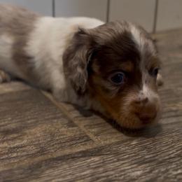 Ghost - Dapple male Dachshund puppy in Buckeye, Arizona from Duran Dachshunds