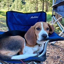 Beagle All Grown Up from Idaho Creekside Beagles