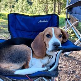 Beagle All Grown Up from Idaho Creekside Beagles