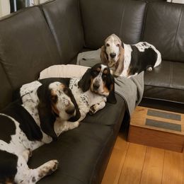 Basset Hound All Grown Up from Renaissance Bassets
