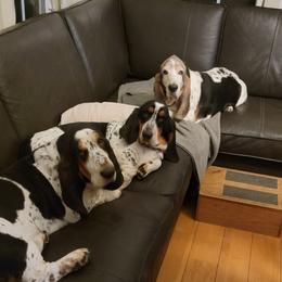 Basset Hound All Grown Up from Renaissance Bassets