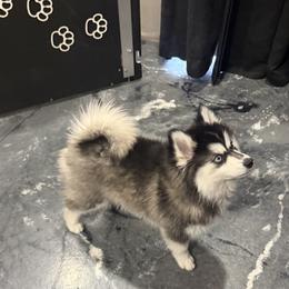 Hailey - Black and white female Pomsky puppy in Scandinavia, Wisconsin from Bonnie’s Little Fluffys