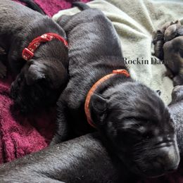 Female - Black female Great Dane puppy in North Branford, Connecticut from Rockin' Danes