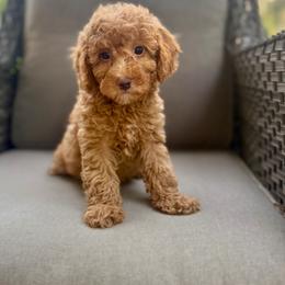 Rae - Brown female Cavapoo puppy in Goldsboro, North Carolina from The Grantham House