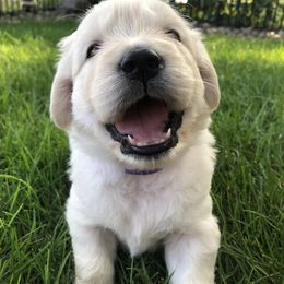 Golden Retriever, Poodle, and Shih Tzu Puppies from Shih Tzu Castle & Platinum Paws