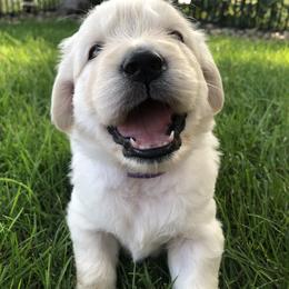 Golden Retriever, Poodle, and Shih Tzu Puppies from Shih Tzu Castle & Platinum Paws