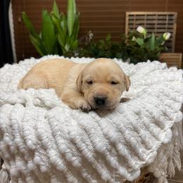 Girl 2 - female Labrador Retriever puppy in Petersboro, Utah from Chris Kolste