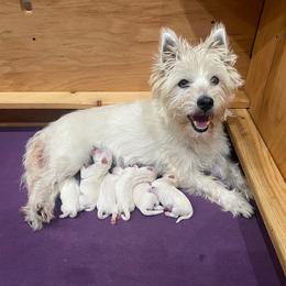 Boy 3 - White male West Highland White Terrier puppy in Idabel, Oklahoma from Ravens Nest Westies