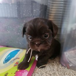 Brutus (pink collar) - Liver male Shih Tzu puppy in Kettering, Ohio from LaDawn’s Little Lions