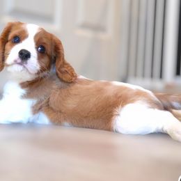 Cavalier King Charles Spaniel puppies from Nine Mile Cavaliers