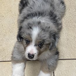 Miniature Australian Shepherd Puppies from Arch Hill Mini Aussies