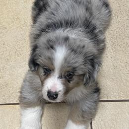 Miniature Australian Shepherd Puppies from Arch Hill Mini Aussies