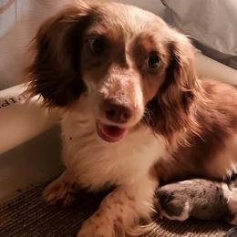 Cappuccino - Dachshund