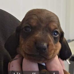 Boy 4-White Collar - Red male Dachshund puppy in La Pine, Oregon from Lil Deschutes