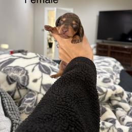 Dachshund Puppies from Double T Dachshunds