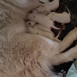 Boy 1 - Samoyed puppy in Trinidad, Colorado from Ancient Dream Samoyeds