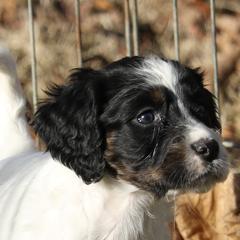 Border Collie, English Setter, and Miniature American Shepherd Puppies from First Harmony Farms