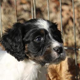 Border Collie, English Setter, and Miniature American Shepherd Puppies from First Harmony Farms