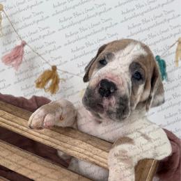 Kimber - Fawn female Great Dane puppy in Granbury, Texas from Anderson Blau’s Great Danes
