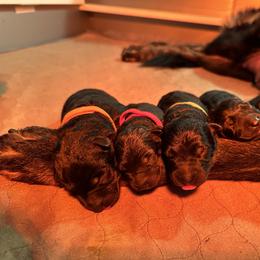 German Shepherd Puppies from FuryHaus German Shepherds
