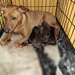 Miniature Pinscher puppies from K&J's Min Pins Of Grand Lake