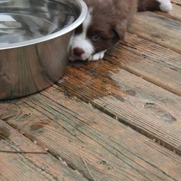 Australian Shepherd Puppies from Starlit Grove Australian Shepherds