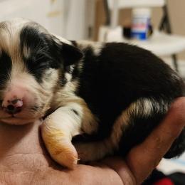 Girl 2 - Australian Shepherd puppy in Ogden, Utah from Rafter H Aussies