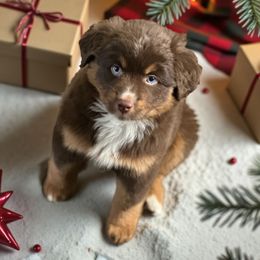 Andovers Shield of Faith - Red tri-color female Miniature American Shepherd puppy in Rockford, Illinois from Andover Aussies