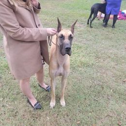 Bedlington Terrier and Great Dane All Grown Up from Cloud9 Bedlingtons and Argos Danes