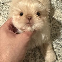 Kodiak - Cream and white male Shih Tzu puppy in Galveston, Texas from 🌗 New Moon Shih Tzu 🌗