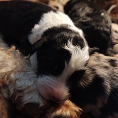 Bordoodle Puppies from Brisby Bordoodles