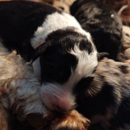 Bordoodle Puppies from Brisby Bordoodles