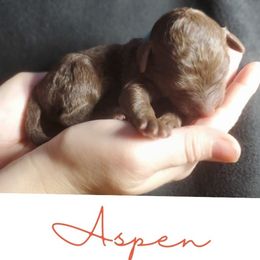 Aspen - Chocolate male Labradoodle puppy in Siloam Springs, Arkansas from Siloam Doodles
