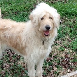 Daisy - Goldendoodle