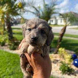 Blue female-4000 - Gray (blue) and cream female Dachshund puppy in Winter Haven, Florida from Dreamwork Dachshunds