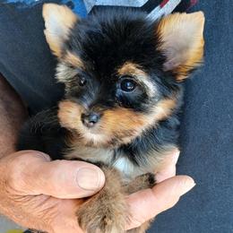 Girl 2 - Black and gold female Yorkshire Terrier puppy in Jamestown, Tennessee from Green Ridge