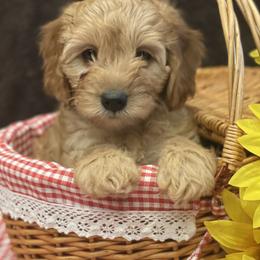 Bernedoodle, Goldendoodle, and Poodle Puppies from Kingdom Kennels