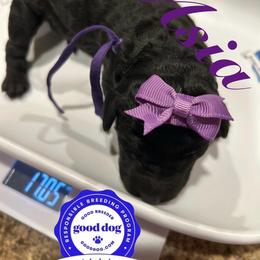 Asia - Silver female Poodle puppy in Mobile, Alabama from Semmy’s Standard Poodle LLC