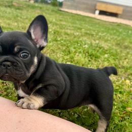 Theo - Tricolors male French Bulldog puppy in Neosho, Missouri from K2S Frenchies
