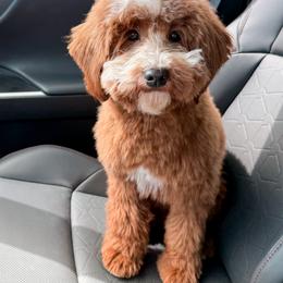 Oscar - Goldendoodle