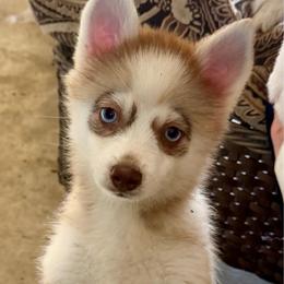 Odie - Lavender male Pomsky puppy in Magnolia, Texas from Solace Shelties and Pomskies