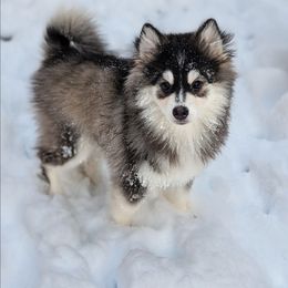 McKinley - Black and white female Pomsky puppy in Hurleyville, New York from My Crazy Pomskys