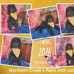 Tempera - Black female Poodle puppy in Mcbain, Michigan from Northern Creek