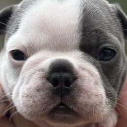 Boston Terriers and French Bulldogs from Absolutely Boston Terriers and French Bulldogs