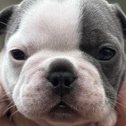 Boston Terriers and French Bulldogs from Absolutely Boston Terriers and French Bulldogs