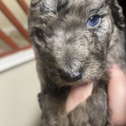 Sirrus - Merle male Goldendoodle puppy in Maineville, Ohio from Danielle's Doodles